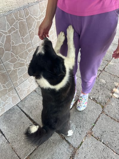 In Zelenikovo, Bulgaria, a black and white dog is standing on its hind legs, reaching up towards a person's hand. The person is wearing purple sweatpants and a pink t-shirt, and is standing on a paved outdoor area. The dog's front paws are on the person's leg. The ground is made of grey paving stones, and a tiled wall is visible in the background. The dog has a white patch on its chest and tail. The person is wearing patterned slip-on shoes.
