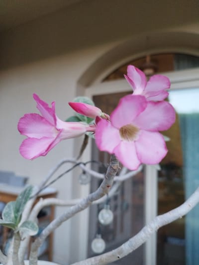 The image shows a desert rose plant with pink flowers in bloom. The plant has thick, greyish-white stems and some visible green leaves. The background features a building exterior, likely a house, with an arched doorway or window visible. There is a string of decorative lights hanging near the doorway. The image was taken in an unspecified location, but it is stated to be in the city of Unknown, Egypt.