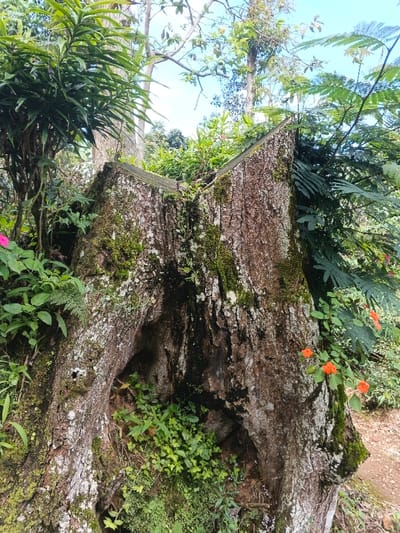 A weathered tree stump, split at the top, covered in moss and plant life. The stump features a hollow center filled with greenery. Various plants and ferns surround it, with some bearing vibrant orange flowers. Sunlight filters through the foliage, highlighting the texture of the stump's bark.