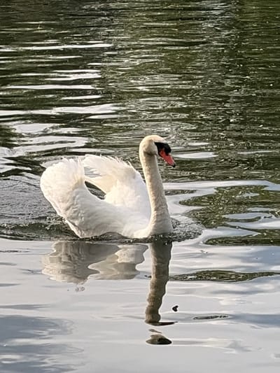 A white swan swims in dark, rippling water. The swan's neck is curved, and its beak is orange and black. Its reflection is visible in the water below. The water has streaks of light and dark, suggesting a textured surface with reflections of vegetation or sky. The image composition places the swan slightly off-center to the right. The environment appears to be a natural body of water. There is no information in the image to indicate a specific location in the city of Toronto, Canada.