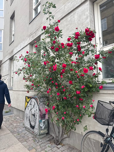 A bush with vibrant red roses is growing up the side of a pale grey building in Copenhagen, Denmark. The building features several windows, some reflecting the environment. In front of the building, a sidewalk paved with cobblestones runs alongside. A person wearing a dark blue hoodie and dark pants walks away from the viewer on the sidewalk. To the right of the rose bush, a bicycle with a black wire basket is parked. A metal utility box covered in graffiti and stickers is situated on the sidewalk near the base of the rose bush.