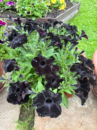 This is an overhead, close-up shot of a pot overflowing with dark, almost black petunias. The flowers are trumpet-shaped with delicate, ruffled petals. Some of the petals have tiny white speckles, possibly pollen or water droplets. The leaves are a vibrant green, fuzzy, and surround the dark blooms. In the background, out of focus, there is green grass and a textured, grey concrete surface. To the left and slightly below the main subject, some bright yellow petunias are visible in a garden bed, along with glimpses of purple flowers. The lighting suggests it is daytime, likely outdoors, possibly in a garden setting in Slavyanka, Russia. There is no visible text.