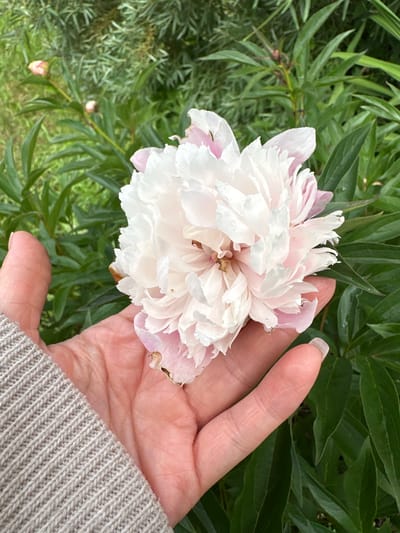 A hand wearing a tan ribbed sweater is holding a large, fluffy peony flower with white and pink petals. The peony is in full bloom, with many layers of delicate petals. The background is a blur of green foliage, suggesting an outdoor garden setting. Two small, pink peony buds are visible in the upper left corner of the image. The image does not provide information about its location in the city of Yaroslavka, Russia.