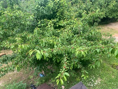 This is an aerial, medium shot of a cherry tree laden with ripe, red cherries. The tree is densely covered in green leaves, with some branches reaching out towards the viewer. The cherries are small and round, with a vibrant red hue. Some are hanging individually, while others are clustered together. The ground below the tree is covered in grass and small white flowers, with a sandy path visible in the background. There is also some debris on the ground, including a blue plastic bottle and a black plastic bag. The scene appears to be set in a rural area, possibly a garden or orchard. The lighting suggests it is daytime, with an overcast sky, as there are no strong shadows. The overall impression is one of abundance and natural beauty.