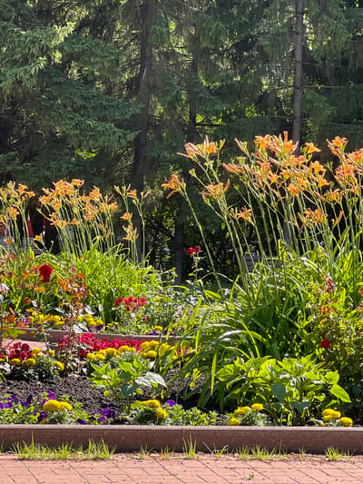 The image displays a vibrant flowerbed bordering a brick walkway. The flowerbed is filled with a variety of colorful blooms, including orange daylilies, yellow flowers resembling marigolds or chrysanthemums, deep red flowers, and purple pansies. Lush green foliage serves as a backdrop for the flowers. In the background, a dense forest of evergreen trees is visible, with some sunlight filtering through the branches. A dark-colored border separates the flowerbed from the walkway. The lighting suggests it is a sunny day, likely in the late morning or early afternoon. The scene evokes a sense of natural beauty and tranquility. There is no visible text in the image. The location is Tolyatti, Russia.