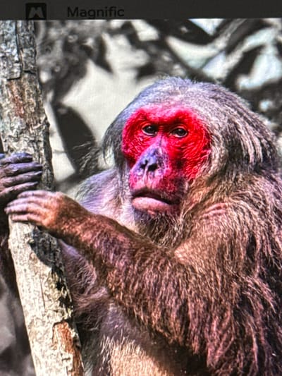The image shows a close-up of a monkey with a striking red face and gray fur, clinging to a tree trunk. The monkey's left hand is visible, gripping the textured bark of the tree. The background is out of focus, showing a dappled pattern of light and shadow that suggests foliage or branches. The monkey's expression appears to be one of mild surprise or curiosity, with its eyes wide open and its mouth slightly ajar. The image is a medium shot, focusing on the monkey's head, face, and upper body. There are no people or other animals visible in the frame. The environment is natural, likely a forest or jungle setting. The metadata indicates the location as Babahjurong, Indonesia.