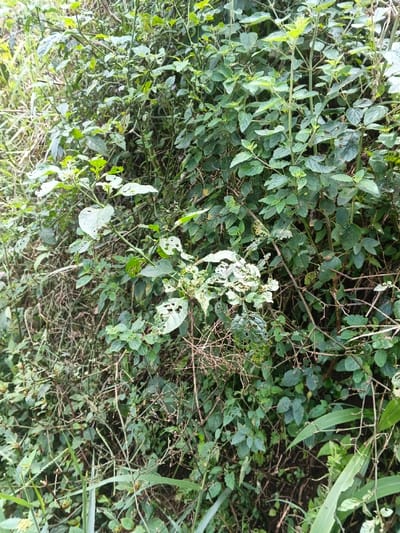 A dense patch of greenery fills the scene. Varying shades of green come from a mix of plants, some with broader leaves and others with more delicate foliage. Many leaves exhibit signs of insect damage, riddled with holes. Brown, dried stems weave through the green, contrasting the fresh growth. Blades of grass jut into the frame at the bottom, adding to the wild, overgrown feel. The overall impression is one of untamed vegetation in a natural setting.