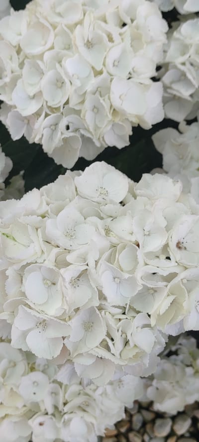 The image displays a close-up, vertical view of numerous white hydrangea flowers. The blooms are densely packed, creating a textured surface with many individual petals visible. The lighting appears to be natural, highlighting the delicate details of the flowers. The background is a dark, out-of-focus green, suggesting foliage. There are no people, actions, or interactions depicted. The setting is not specified as being in Supsekh, Russia. The image focuses solely on the botanical subject.