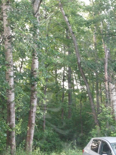 The image shows a scene in a wooded area, likely in or near the city of Krasnoufimsk, Russia. Several tall trees with light-colored bark and dense green foliage dominate the frame. The sunlight filters through the leaves, creating dappled lighting. In the lower right corner of the image, the rear portion of a light-colored car is visible, suggesting the wooded area is accessible by road. The car appears to be parked on the side of a road or at a clearing. The environment is natural and overgrown, with underbrush and smaller plants visible at the base of the trees. There are no people visible in the image. The overall impression is of a quiet, natural setting within an urban or suburban environment.