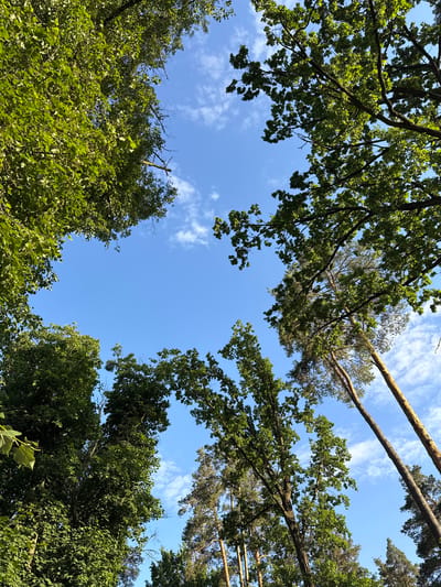 This media file is an upward-looking shot of a forest canopy against a bright blue sky with scattered white clouds. The subjects are trees, including what appear to be oak trees with dense green foliage and pine trees with sparser, needle-like leaves. Several thick tree trunks are visible, some with rough, textured bark, angling upwards towards the sky. The perspective suggests the viewer is standing at the base of the trees, looking directly up.
There is no activity or event taking place; the scene is a static natural landscape. Notable details include the vibrant green of the leaves and the clear blue of the sky, indicating it is likely daytime, possibly mid-morning or afternoon on a fair-weather day. The location context is Irpin, Ukraine, which implies a temperate forest environment. The overall mood is peaceful and serene, evoking a sense of being immersed in nature. There is no visible text in the image.