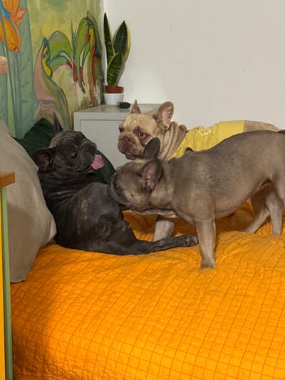 A dark brindle French bulldog lies on its side on an orange quilted surface, with its tongue sticking out. Two other French bulldogs are visible. One is light brown and wearing a yellow shirt, looking down at the dark dog. The other is a fawn-colored dog, standing and also looking at the dark dog. Behind the dogs is a dresser with a plant and a painting of abstract flowers and birds. The scene appears to be indoors.