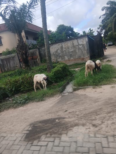 The image captures a scene in Satellite Town, Nigeria, featuring three sheep grazing on the side of a dirt road. A large, pale-colored sheep with black markings on its head and horns is prominent in the foreground on the left, tethered by a rope. To the right and slightly further back, two more sheep, one predominantly white and the other darker with white patches, are grazing on a patch of grass. The environment includes lush green vegetation, a concrete wall with barbed wire on top, and a building with a brown roof visible in the background. A portion of a paved walkway is visible in the lower part of the frame. The sky is overcast with some blue patches visible. A white Toyota pickup truck and a person walking away are also visible in the distance near the wall.