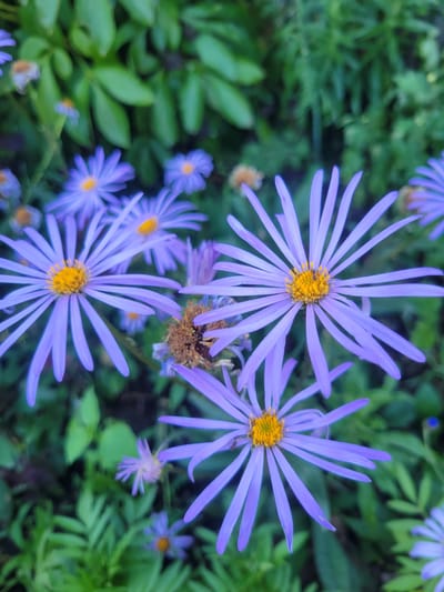 This is a close-up, high-angle, full shot of several purple asters with yellow centers. The flowers are in various stages of bloom, with some fully open and others still developing. The petals are thin and spiky, radiating outwards from the center of the flower. Some of the flowers have small insects on them. The background is a blur of green leaves and foliage, suggesting a garden or natural setting. The lighting appears to be natural daylight, possibly overcast due to the soft shadows and diffused light. The image conveys a sense of natural beauty and the delicate details of the flowers. There is no visible text. The context is Belaazyorsk, Belarus.