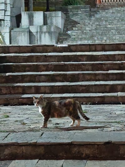 The image captures a domestic tortoiseshell cat standing on a stone landing in Veliki Preslav, Bulgaria. The cat, displaying a coat of brown, orange, and white patches, faces the viewer with its head slightly turned left and its left front paw marginally raised from the ground. The landing is composed of light grey stone slabs, with minimal green vegetation visible in crevices. Directly behind the cat and ascending into the background is a wide, multi-tiered stone staircase featuring dark brown risers and lighter grey treads. To the upper left, large, weathered light grey concrete or stone blocks are visible, suggestive of ancient structures or monuments. Additional sections of the stone staircase and faint architectural elements amidst dark foliage are present in the upper right background. The scene is dimly lit, indicating low-light conditions, possibly dusk or nighttime. No people are present.