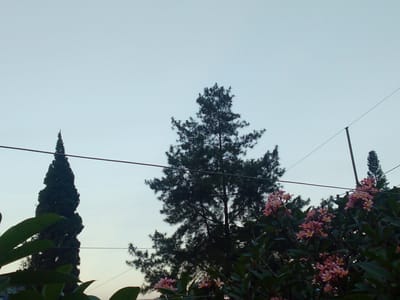 The image depicts a twilight scene in Cisarua, Indonesia, with a clear sky transitioning from day to night. In the foreground, several leafy branches and clusters of pink frangipani flowers are visible. Behind them, a tall, dark green cypress tree stands prominently on the left. To its right, a larger, silhouetted evergreen tree dominates the center of the frame. Two thin utility wires, likely for electricity or communication, stretch across the sky from left to right, supported by unseen poles. A smaller, conical evergreen tree is visible in the far right background, partially obscured by the frangipani. The overall impression is one of a serene, natural landscape within a suburban or rural setting.