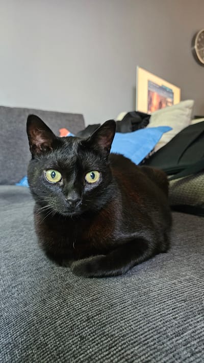 A black cat with green eyes is lying on a gray couch. Behind the cat are some articles of clothing, including a black coat, a blue shirt, and a white pillow. In the background is a gray wall with a framed picture and a clock hanging on it. There is no indication of a location in Tsarkva, Bulgaria.