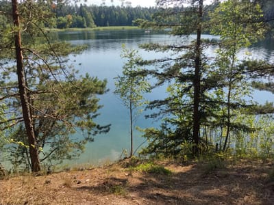 This is a medium shot of a serene lake scene, framed by trees on a sunny day. The foreground consists of dry, pine needle-covered ground with scattered pine cones. A thick pine tree trunk stands prominently on the left, its branches extending across the frame. Another pine tree is visible on the right, with thinner trees and lush green foliage between them. The lake itself is a clear, blue-green body of water, with gentle ripples on its surface. In the distance, across the lake, a dense forest of green trees forms a natural backdrop. A small boat with two people in it is visible on the lake, adding a sense of scale and human presence to the natural landscape. The overall impression is one of peaceful tranquility in a wooded lakeside environment, consistent with the rural, natural beauty found in the vicinity of Seljametsa, Estonia.