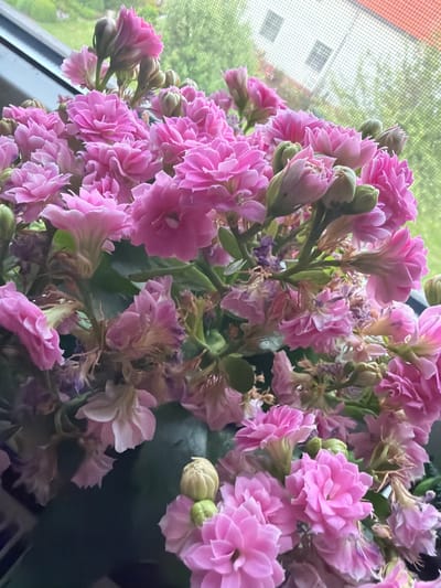 The image shows a close-up of a cluster of vibrant pink Kalanchoe flowers. The flowers are in various stages of bloom, with some fully open and others still forming buds. The petals are delicate and ruffled, creating a rich texture. Green foliage is visible interspersed among the blooms. In the background, a window with a screen shows a blurred view of greenery and a building with a red-tiled roof, suggesting an outdoor environment, possibly a residential area in Göttingen, Germany. The overall impression is one of natural beauty and vibrant color.