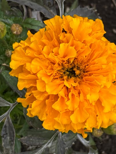 A close-up, top-down shot captures a vibrant orange marigold in bloom, its ruffled petals creating a textured, layered effect. The flower is the primary subject, with its center appearing dark and dense. Surrounding the marigold, out-of-focus elements include green foliage and some dry, grey leaves. There are also two small, undeveloped flower buds visible to the left of the main bloom. The overall setting suggests an outdoor environment, likely a garden or natural area. The image does not contain any people, actions, or interactions.