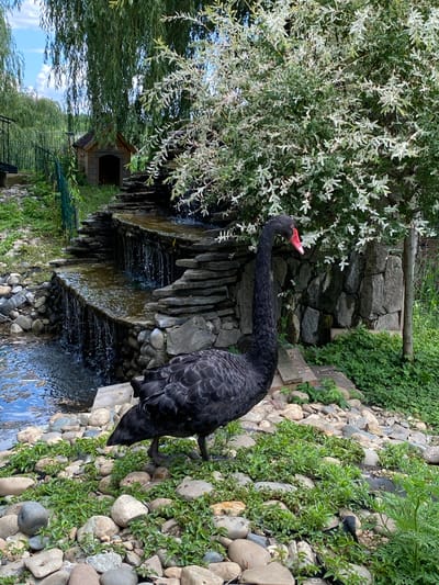 A black swan stands on a rocky bank next to a cascading waterfall. The swan is black with a bright red beak. It is looking to the left, with its long neck curved. The waterfall is made of flat stones and has water flowing down it. The bank is covered in smooth, round stones and green plants. In the background, there is a wooden dog house under a tree with white flowers. The scene appears to be in a park or garden setting. The image is taken during the daytime, with good lighting. The weather appears to be pleasant, possibly sunny. The location is Plastunovskaya, Russia.