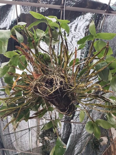 A large, lush epiphytic orchid plant is captured from below, suspended in what appears to be a greenhouse or shade house in Lạc Dương, Vietnam. The orchid is the central subject, growing in a dark, fibrous, spherical mount, likely made of coconut husk material, which is secured by wire and hangs from an unseen support. Numerous pale, thick aerial roots spread outwards from the central mount, intertwining and clinging to the medium.
The plant features a dense cluster of green pseudobulbs, some appearing older and leafless, while others bear vibrant green, ovate leaves. Many of the pseudobulbs show signs of previous growth or dried sheaths. The leaves are generally healthy, though some exhibit minor spotting or irregularities. No flowers are visible, suggesting the plant is not currently in bloom.
The background consists of dark shade netting, indicating a controlled environment designed to protect plants from direct sunlight. Metal support structures of the cultivation area are visible through the netting. The lighting suggests it is daytime, with diffused light filtering through the overhead covering. No people, discernible activities beyond plant growth, or visible text are present in the image. The overall impression is that of a well-established orchid under cultivation.
