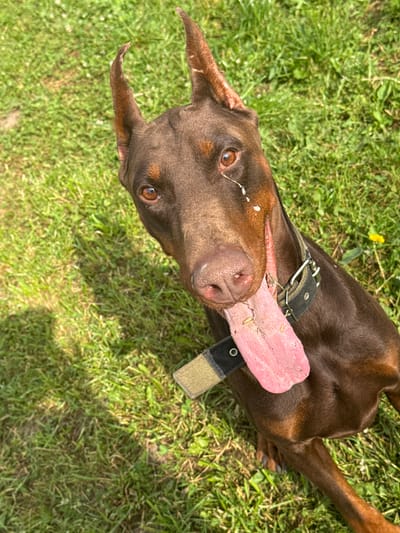 A brown Doberman Pinscher dog is lying on a grassy lawn. The dog has its tongue hanging out and appears to be panting. The dog is wearing a black collar with silver studs. The background is a blur of green grass, suggesting an outdoor setting. There is no information available about the location in the city of Rusalevka, Russia.