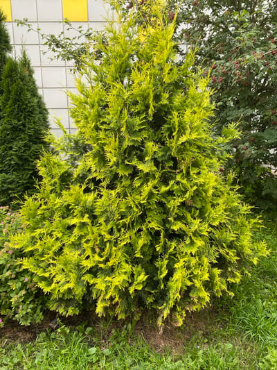In Goluboye, Russia, a vibrant evergreen shrub, possibly a type of cedar or cypress, with bright yellow-green foliage dominates the foreground. It is situated in a garden or park area, with a building featuring a white tiled facade with yellow square accents visible in the background to the left. To the right of the prominent shrub, a larger tree with dark green leaves and clusters of small red berries can be seen. In the far left background, another dark green evergreen tree, likely a conifer, stands tall. The ground around the shrub is covered in green grass and some dry soil. The overall scene depicts a well-maintained outdoor space with a variety of plant life.