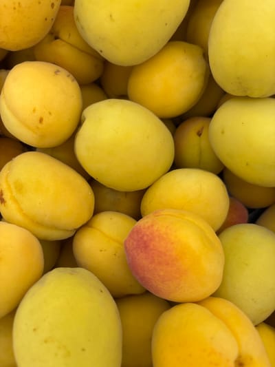 A close-up, overhead shot displays a pile of ripe apricots. The fruit varies in color from bright yellow to a peachy orange, with some showing small brown spots. One apricot in the center-right has a noticeable blush of red and orange. The apricots are tightly packed, suggesting a full harvest or market display. The image does not contain any elements that would allow for the identification of its location within the city of Kuzmolovsky, Russia, or any details about people, actions, or interactions.
