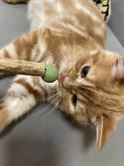 An orange tabby cat lies on its back, its gaze fixed on a wooden stick with a small, green, spherical object attached to its end. The cat's head is turned to the side, and its whiskers are splayed. The background is a plain, gray surface. The image is tightly cropped, focusing on the cat and the toy.