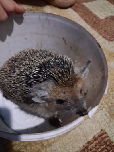 A European hedgehog is curled up in a light-colored bowl. The hedgehog has a brown and gray spiky exterior, with a lighter-colored face and snout. Its eyes are dark and appear to be closed. The bowl is placed on a textured surface, possibly a rug or carpet, with a pattern of beige and brown stripes. The lighting suggests it is daytime. The hedgehog appears to be relaxed or sleeping. No text is visible in the image. The context provided indicates the location is Semey, Kazakhstan.
