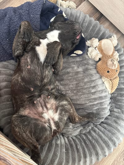 A brindle-colored dog with white markings is lying on its back in a gray, circular dog bed. The dog's tongue is slightly visible. A brown stuffed animal with rope details is on the bed, above the dog's head. Part of a blue blanket with white polka dots is visible to the left of the dog. The dog bed is on a wood floor. The location is not in the city of Manole, Bulgaria, since this is an indoor setting.