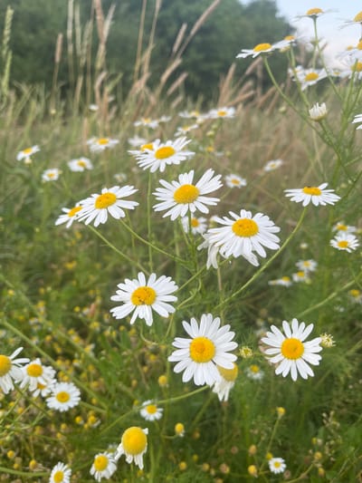 A close-up, low-angle shot captures a field of white daisies with yellow centers, interspersed with tall grasses and green foliage. The daisies are in various stages of bloom, with some in full bloom and others appearing as buds or partially closed. The background is softly blurred, suggesting a natural, outdoor environment. The scene evokes a sense of a meadow or a wild garden, likely in a rural or semi-rural setting outside of a city.

Specific details regarding Neustadt, Germany, cannot be determined from the visual information alone. The image depicts a generic natural landscape that could be found in many locations.