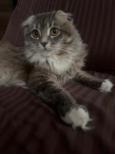 This is a close-up, eye-level photograph of a long-haired grey and white cat. The cat is lying down on a brown, vertically striped surface, possibly a couch or blanket. Its fur is a mixture of grey tabby stripes and white markings, particularly on its chest and paws. The cat has large, round, amber-colored eyes that are looking slightly off to the left of the camera. Its ears are folded downwards, characteristic of a Scottish Fold breed. One of its front paws is extended towards the foreground, revealing fluffy white fur on its toes. The lighting is dim, creating soft shadows and highlighting the texture of the cat's fur and the fabric it rests upon. The background is out of focus, further emphasizing the cat as the main subject. This scene is located in Vovchynets, Ukraine.
