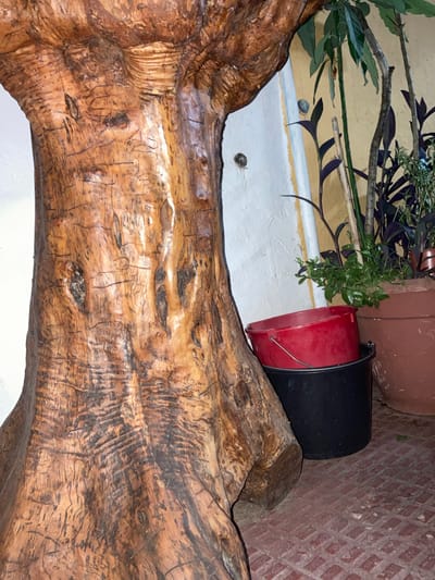 The image shows a large, gnarled tree trunk with a polished, reddish-brown finish. The trunk is positioned on the left side of the frame. To the right of the trunk, there are two buckets, one red on top of a black one. Behind the buckets, there are several potted plants, with lush green leaves and some purple foliage. The background consists of a light yellow wall with a white and orange striped trim. The ground is covered with reddish-brown paving stones. The scene appears to be outdoors, likely a patio or courtyard. The image is a close-up, so details about the wider environment or specific location within Sabadell, Spain, are not discernible. There are no people or animals visible in the image.
