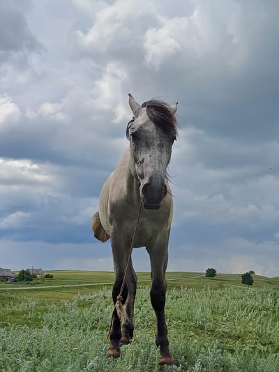 A light gray horse stands in a grassy field under a cloudy sky. The horse is facing the camera, with its head tilted slightly to the left. It has a dark mane and tail. A rope halter is visible around its head, and a thicker rope is tied to its legs, appearing to hold them together. In the background, there are rolling green hills, some trees, and a few small buildings that appear to be houses in a rural setting, possibly in the village of Nigamatovo, Russia. The sky is filled with dramatic, dark clouds, suggesting an impending storm or recent rain.