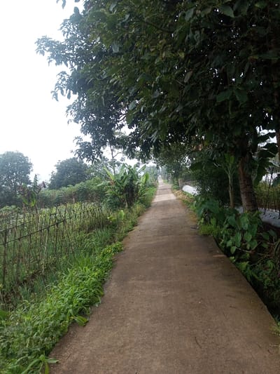 A narrow, unpaved path stretches into the distance, appearing to recede slightly to the right, in Joshi Vihir, India. The path is bordered on both sides by dense vegetation. To the left, a rudimentary fence constructed from vertical stakes and horizontal wire secures a cultivated field containing short green plants, possibly crops, with taller trees visible in the background. To the right, a large tree with a prominent trunk stands closer to the foreground, its canopy extending overhead, partially obscuring the sky. Further along the right side, banana plants and other green foliage are visible, alongside areas covered with white ground sheeting. The sky is overcast, providing diffused lighting. No individuals or animals are present.