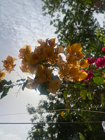 The image captures a close-up, upward-facing view of vibrant bougainvillea flowers against a bright, cloudy sky. The bougainvillea flowers are predominantly a warm yellow-orange hue, with some hints of pink visible in the upper portion of the frame. The flowers are in various stages of bloom, some appearing delicate and papery, while others are clustered tightly. They are suspended from branches that are silhouetted against the sky, suggesting they are hanging or growing downwards.
In the background, out-of-focus foliage from trees creates a dappled green backdrop. The sky is a pale blue, heavily overcast with wispy white clouds that are brightly illuminated by the sun, indicating it is likely daytime, possibly late morning or afternoon, with diffused sunlight. The overall lighting suggests a bright day, possibly humid given the tropical setting implied by the bougainvillea.
There are no people or specific objects identifiable in the scene, making it a naturalistic shot focused on the botanical elements and the sky. The perspective is from below, looking up through the plant and into the sky, giving a sense of looking up into a canopy. The image appears to be taken in Giginyu, Nigeria, a context that aligns with the presence of bougainvillea and the bright, potentially humid weather. The scene evokes a sense of natural beauty and the tranquility of looking up at the sky through foliage. No text is visible in the image.