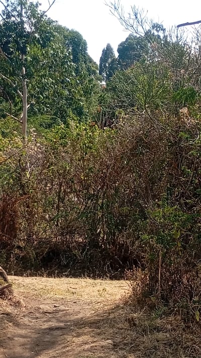 The image depicts an outdoor natural environment located in Mosop ward, Kenya, under clear daylight conditions. A light brown dirt path, approximately 1.5 meters in width, traverses the foreground, curving subtly towards the right side of the frame. The path surface consists of compacted earth mixed with sparse, dry, light-colored grass and small stones. A segment of a light-colored, possibly fallen, tree trunk or branch is partially visible on the far left edge of the path.

The midground is characterized by dense, mixed vegetation. On the left, a cluster of trees and shrubs displays vibrant green foliage, with a slender, light-colored, vertical tree trunk evident. The central and right midground presents a thick mass of both verdant green and desiccated brown shrubs and bushes. A distinct plant with numerous green, upright, pencil-like stems is prominent in the upper right portion of the midground.

The background consists of a bright, clear sky above a dense canopy of tall, dark green trees, indicating a forested or heavily wooded area. No human subjects, animals, or man-made structures are identifiable within the scene. No actions or interactions are observed.