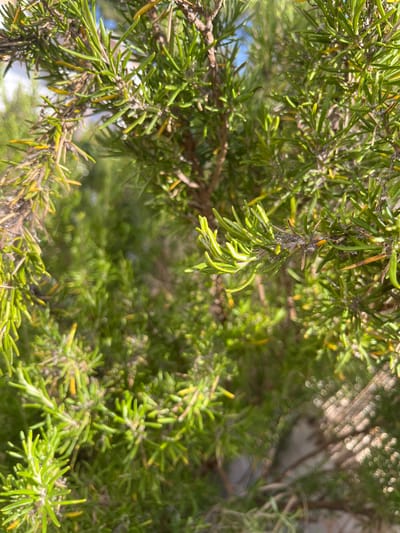 The image is a close-up, eye-level shot of a rosemary plant. The focus is on the needle-like green leaves and branches of the herb, with a blurred background of more foliage and hints of blue sky. Sunlight filters through the leaves, creating a dappled effect and highlighting the vibrant green and some yellowing or browning parts of the plant. The overall impression is one of a healthy, thriving plant in an outdoor setting. No people, objects, or text are visible. The time of day appears to be daytime, likely morning or afternoon, given the bright sunlight. The location is indicated as Urbanització La Carrasquera, Spain, suggesting a potentially Mediterranean climate where rosemary grows well outdoors. The scene evokes a sense of natural growth and the aroma associated with rosemary.