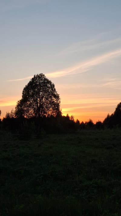 The image captures a sunset scene, likely in a rural or semi-rural area. The sky transitions from light blue to orange and yellow hues as the sun dips below the horizon. Dark silhouettes of trees and foliage are present, particularly a large tree in the foreground, back-lit by the setting sun. The scene lacks any obvious indicators to positively identify it as being in the city of Шешурга, Russia. No people, objects or other details are visibly identifiable to suggest anything specific about Шешурга, Russia.