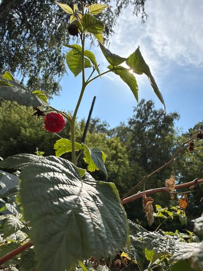 A single, ripe raspberry is suspended from a green stem, glistening in the sunlight against a backdrop of lush green foliage and a bright blue sky with scattered white clouds. The raspberry is a vibrant, deep red, its drupelets clearly defined. The stem is thick and covered in small, prickly thorns. Several large, textured green leaves of the raspberry plant are visible, some catching the sunlight and appearing translucent. In the background, blurred trees and branches create a sense of depth, suggesting an outdoor, natural setting. The sun is positioned behind some leaves, creating a lens flare effect. The scene evokes a sense of summer abundance and the natural beauty of a garden or wild growth. The provided metadata indicates the image was captured in Altayskiye Zori, Russia.