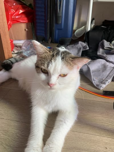 A domestic short-haired cat with white and brown markings is lying on a light brown wooden floor. The cat is facing the camera with its head turned slightly to the left, and its eyes are yellow. The background is cluttered with various items including a blue suitcase, red plastic bags, a cardboard box, and gray clothing. A red and yellow cable is visible on the floor to the right of the cat. The scene appears to be indoors, possibly in a storage area or a room with a lot of clutter. The location is specified as Tanjungsepreh, Indonesia.