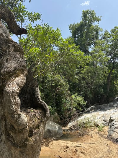 A close-up, low-angle shot captures a section of a large, gnarled tree trunk on the left, its textured bark a mosaic of grays and browns. The trunk twists and turns, revealing a hollowed-out cavity near its base, filled with dry leaves and a few small green sprouts. Beyond the tree, lush green foliage dominates the midground, a dense wall of leaves and branches. Sunlight filters through the canopy, dappling the scene. A small, shallow stream or pool of water is visible in the sandy foreground, its surface reflecting the clear blue sky. Smooth, gray rocks line the edge of the water and extend into the background. The overall environment suggests a natural, possibly riparian setting. The location is identified as Fobur, Nigeria. There are no people or animals present in the image.
