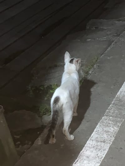 A white cat with dark markings on its tail and head stands on a textured concrete surface. The cat is facing away from the camera, looking towards the left side of the frame. A white stripe, possibly a painted line on the ground, runs diagonally across the lower right portion of the image. The background consists of dark, indistinct shapes, suggesting a dimly lit outdoor environment. The scene is located in Sungai Meriam, Indonesia.