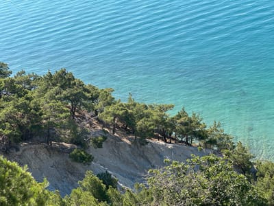 The image depicts a scenic view of the Black Sea coastline near Novorossiysk, Russia. The foreground is dominated by lush green pine trees, their branches creating a natural frame for the scene. Behind them, a steep, rocky cliff slopes down towards the sea.

The sea itself is a prominent feature, a vibrant turquoise color with visible ripples on its surface. The water appears clear, revealing the rocky seabed beneath in shallower areas. A line of pine trees is perched on the edge of the cliff, their forms silhouetted against the bright sea.

The scene is bathed in bright sunlight, suggesting a clear day with good visibility. The overall impression is one of natural beauty and tranquility. There is no activity or event taking place, and no people or man-made objects are visible. The time of day appears to be late morning or early afternoon, given the strong sunlight and shadows. The location is identifiable as Novorossiysk, Russia, based on the provided context. There is no visible text in the image.