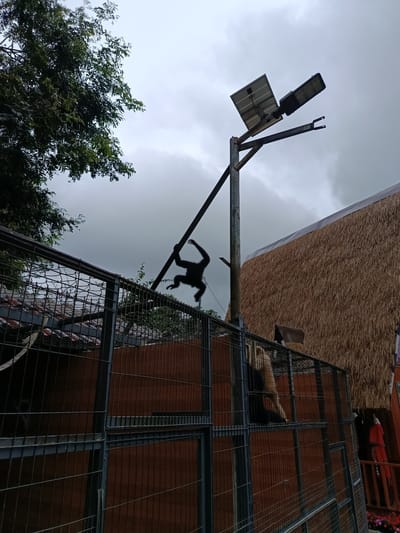A silhouetted gibbon swings from a metal pole near a solar-powered street light. The gibbon is set against a cloudy sky. In the background, a thatched roof building is visible. The scene appears to be an enclosure at a zoo or wildlife park. There is a cage structure in the foreground. A tan-colored animal, possibly a bear, is standing on its hind legs within the cage, visible through the metal bars. The location is described as Định An, Vietnam.