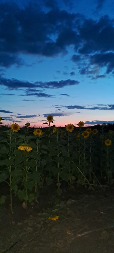 In the city of Chirileni, Moldova, a field of sunflowers is captured at dusk. The sky is a gradient of deep blue, transitioning to pink and orange near the horizon. Dark, cloudy formations are scattered across the upper portion of the sky. The sunflowers, with their characteristic yellow petals and dark centers, stand tall, their faces mostly turned towards the faint light. Some sunflowers are in full bloom, while others appear to be closing for the evening, with one sunflower hanging downwards. The surrounding foliage is dark green and dense. The ground in the foreground is a dark, earthy tone with some scattered debris, including a fallen yellow petal or small flower. The overall impression is one of a tranquil, natural landscape at the end of the day.