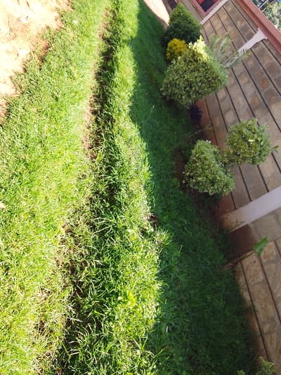 The image depicts an outdoor daytime scene in the city of Ndeiya, Kenya, captured from a slightly elevated perspective looking down and right. The left two-thirds of the frame are dominated by a gently sloping, green grassy area, which appears to be a lawn or embankment. A distinct, narrow dirt furrow or path runs vertically through the middle of this grassy expanse. The grass on the far left shows patches of lighter brown soil. To the right, running parallel to the grassy area, is a cultivated garden bed featuring a series of ornamental bushes. These bushes vary in size and foliage color, including dark green, bright yellow, and variegated light green, and are neatly pruned into rounded or conical shapes. Further to the right and occupying the background is a building wall constructed from light-toned, horizontal block or stone masonry. White vertical pillars or trim elements punctuate the wall at intervals. A dark rectangular opening, possibly a window, with a reddish-brown frame is partially visible in the upper right corner. The scene is well-lit by direct sunlight, creating distinct shadows on the ground and plants. No individuals, animals, or active interactions are visible.
