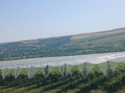 In Semionovca, Moldova, a vineyard is depicted under a protective netting system. The vineyard rows are organized with vertical posts supporting the netting, which is draped over the young plants. The netting creates triangular enclosures around the plants, suggesting protection from pests or weather. Beyond the vineyard, the landscape unfolds with rolling hills covered in a mix of green trees and agricultural fields, some appearing golden and others green. The sky above is a clear, pale blue, indicating a sunny day. The scene is peaceful and agricultural, typical of rural Moldova.