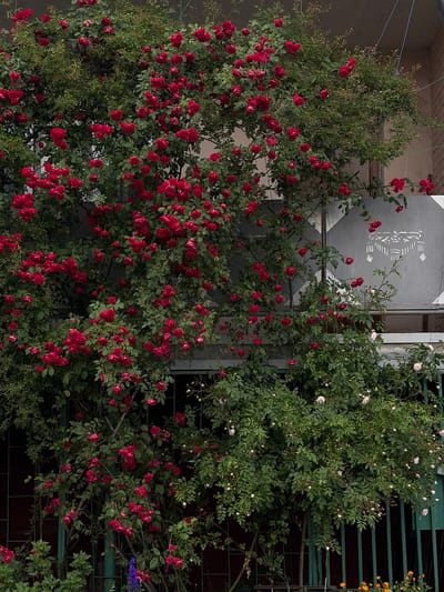 A dense, sprawling rose bush, laden with numerous red roses, dominates the frame. The bush is situated outdoors, likely in a garden or on a building facade, with hints of a building structure, including a metal grate and a grey wall with an abstract pattern, visible behind the foliage. To the right, another rose bush, this one with lighter pink flowers, is also present. The scene suggests a warm, possibly summer day, given the abundance of blooms. The lighting is soft, indicating it might be late afternoon or early evening. There are no people visible, and no specific event is taking place; the focus is entirely on the natural beauty of the flowering plants.